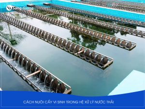 Quy trình nuôi cấy vi sinh xử lý nước thải