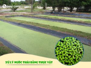 3 nhóm thực vật có tác dụng xử lý nước thải hiệu quả